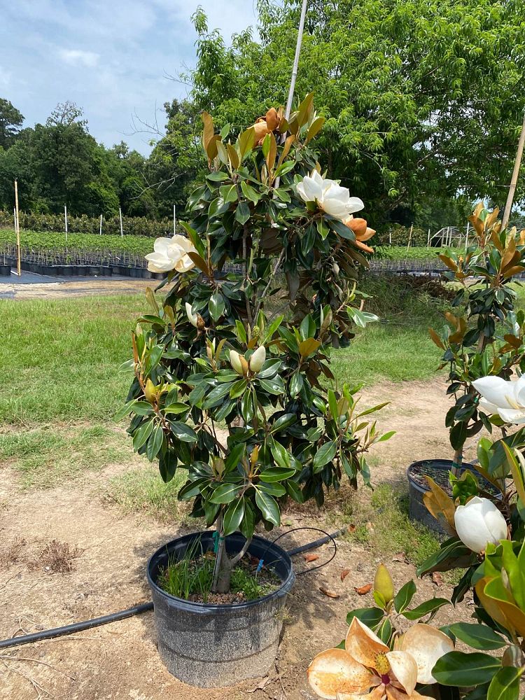 magnolia-grandiflora-little-gem-southern-magnolia-little-gem-southern-magnolia