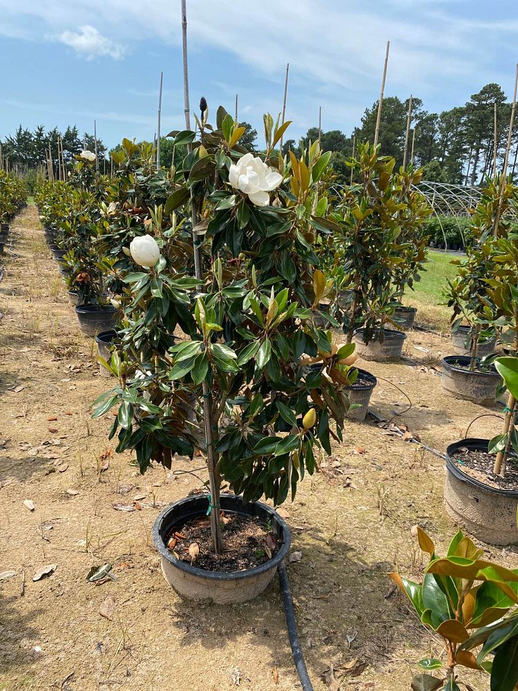 magnolia-grandiflora-little-gem-southern-magnolia-little-gem-southern-magnolia