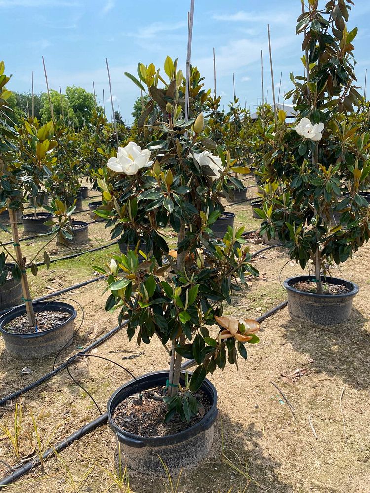 magnolia-grandiflora-little-gem-southern-magnolia-little-gem-southern-magnolia