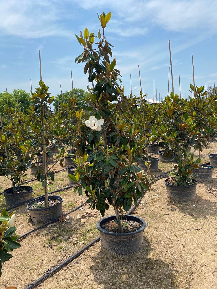 magnolia-grandiflora-little-gem-southern-magnolia-little-gem-southern-magnolia