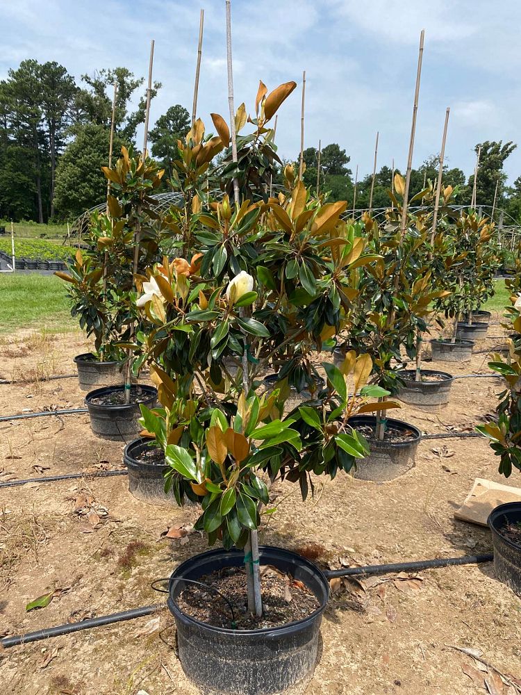 magnolia-grandiflora-little-gem-southern-magnolia-little-gem-southern-magnolia