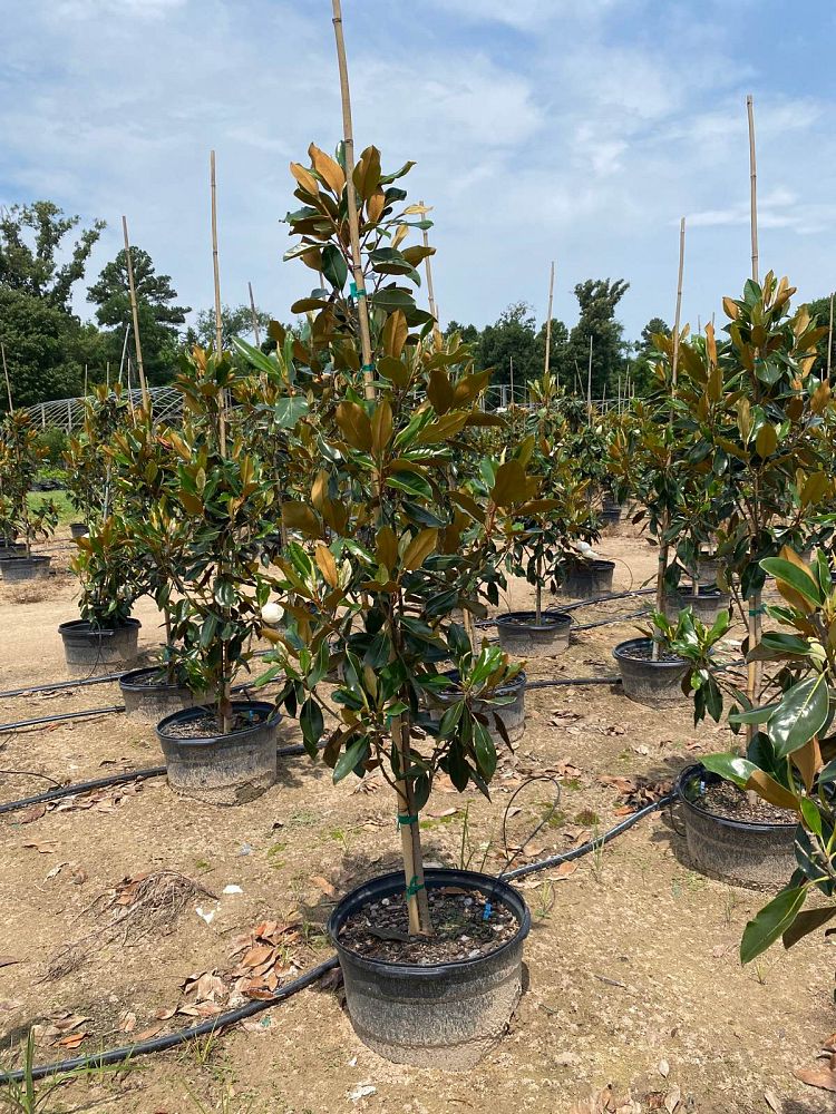 magnolia-grandiflora-little-gem-southern-magnolia-little-gem-southern-magnolia