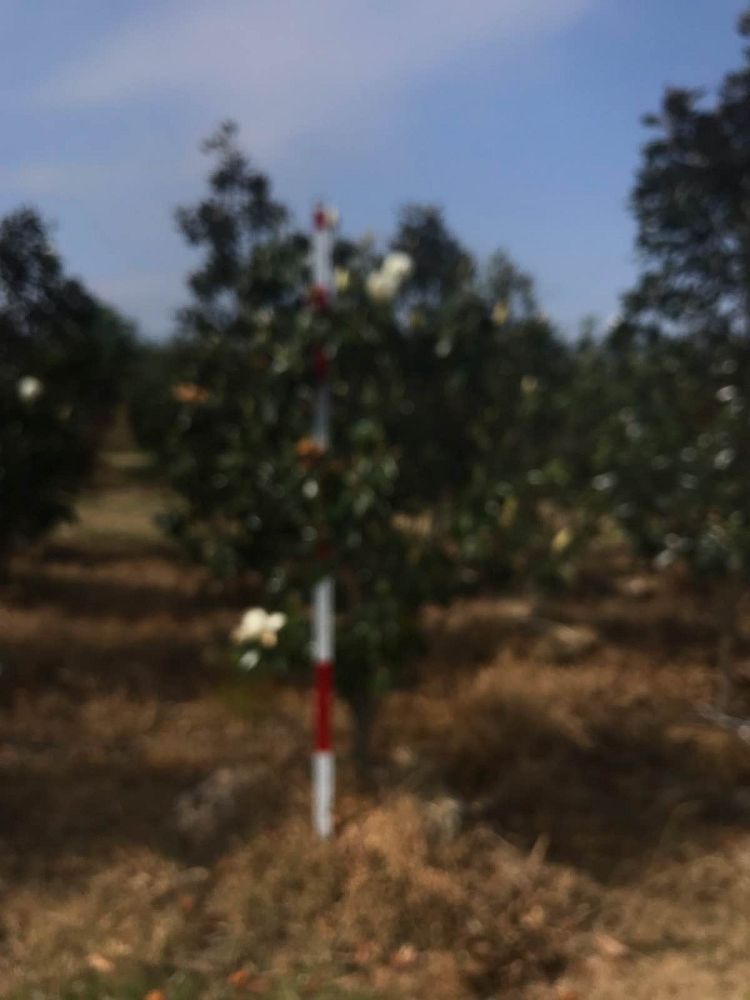 magnolia-grandiflora-little-gem-southern-magnolia-little-gem-southern-magnolia