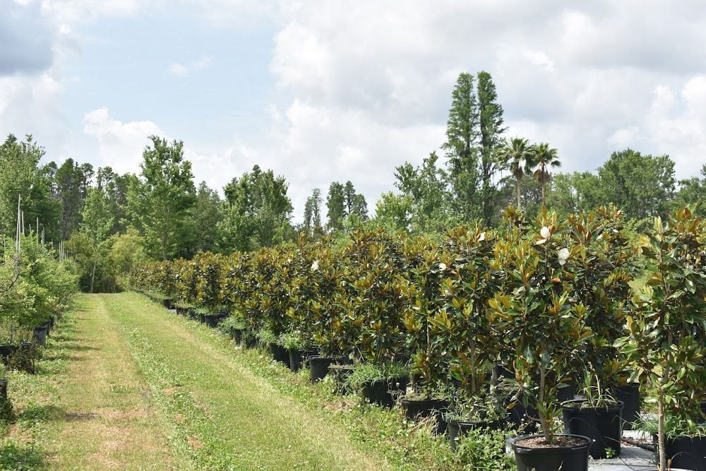 magnolia-grandiflora-little-gem-southern-magnolia-little-gem-southern-magnolia