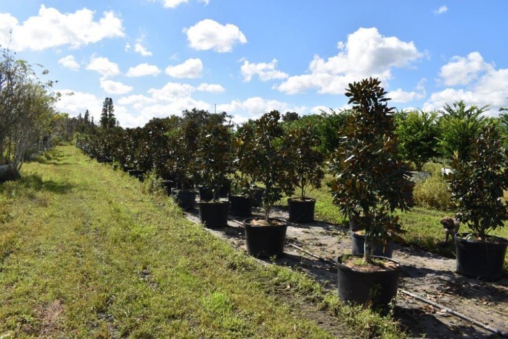 magnolia-grandiflora-little-gem-southern-magnolia-little-gem-southern-magnolia