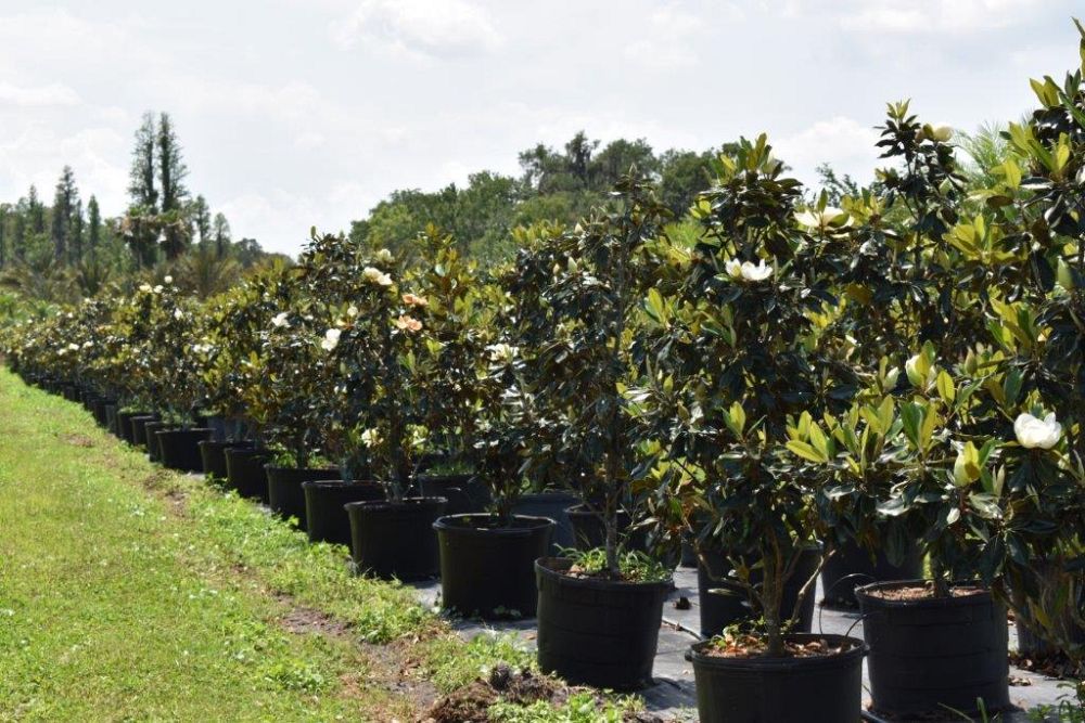 magnolia-grandiflora-little-gem-southern-magnolia-little-gem-southern-magnolia