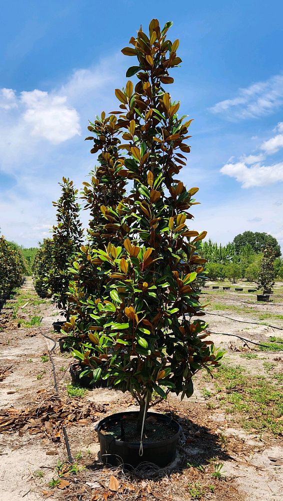 magnolia-grandiflora-little-gem-southern-magnolia-little-gem-southern-magnolia