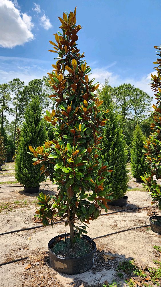 magnolia-grandiflora-little-gem-southern-magnolia-little-gem-southern-magnolia