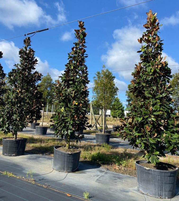 magnolia-grandiflora-little-gem-southern-magnolia-little-gem-southern-magnolia