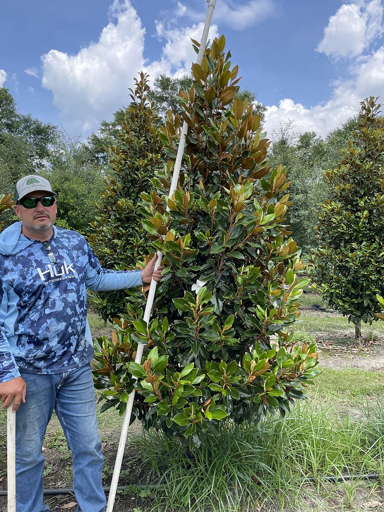 magnolia-grandiflora-little-gem-southern-magnolia-little-gem-southern-magnolia