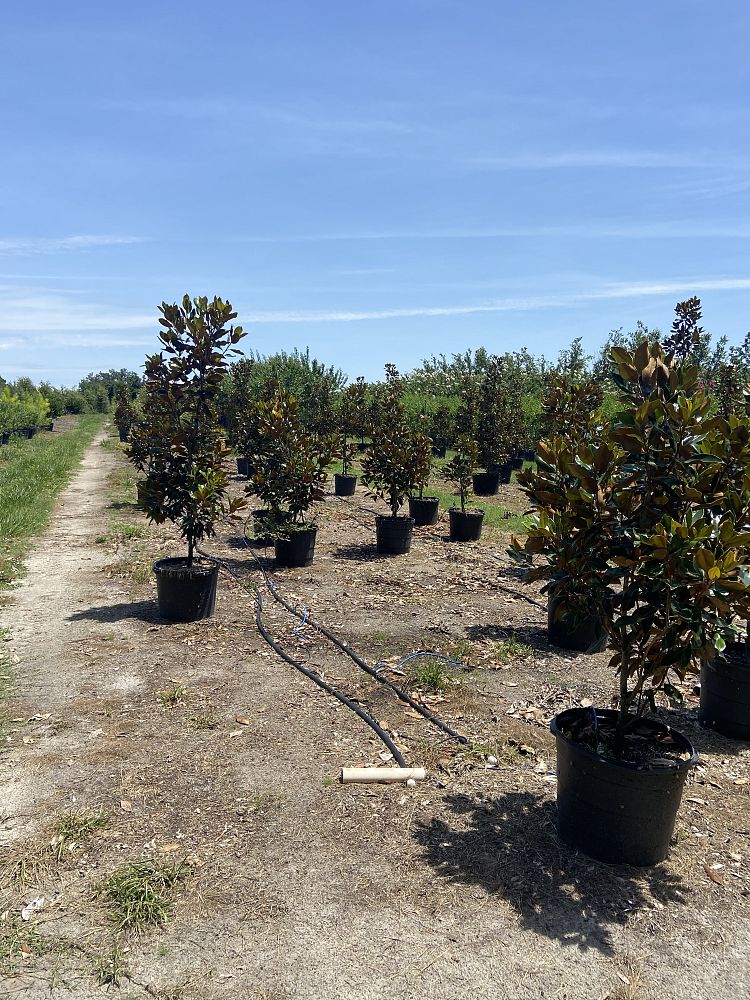 magnolia-grandiflora-little-gem-southern-magnolia-little-gem-southern-magnolia