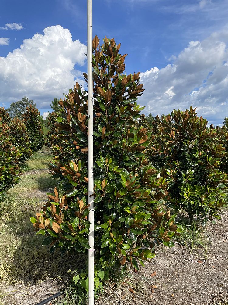 magnolia-grandiflora-little-gem-southern-magnolia-little-gem-southern-magnolia