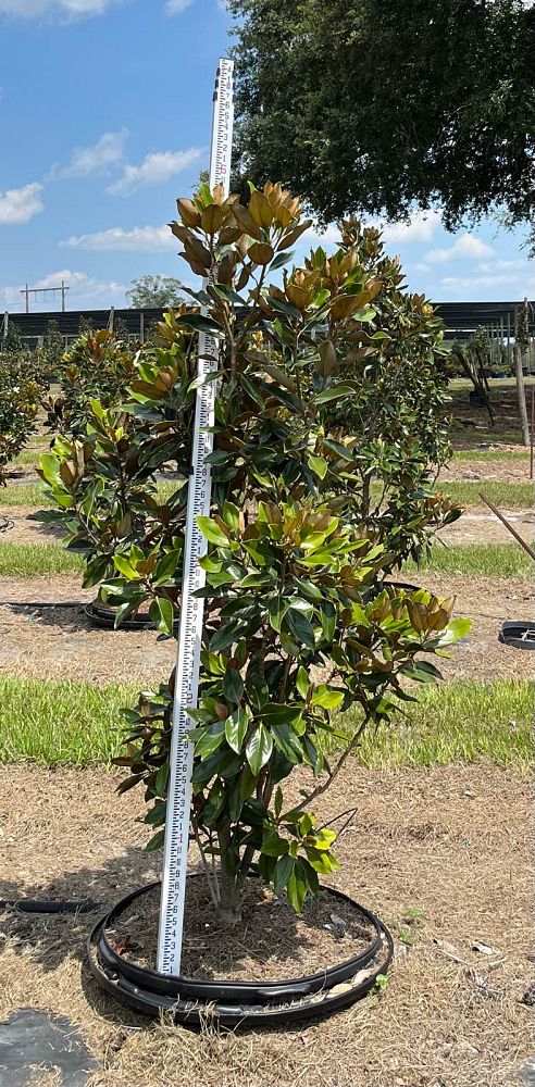 magnolia-grandiflora-little-gem-southern-magnolia-little-gem-southern-magnolia