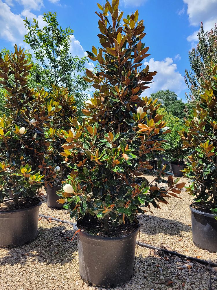 magnolia-grandiflora-little-gem-southern-magnolia-little-gem-southern-magnolia