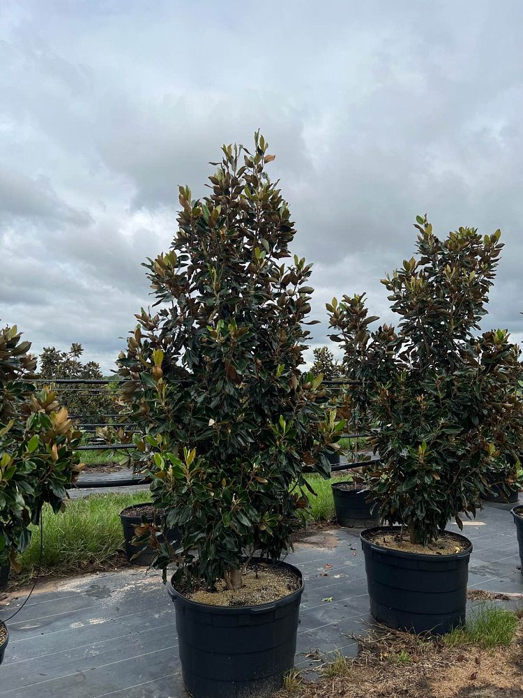 magnolia-grandiflora-little-gem-southern-magnolia-little-gem-southern-magnolia