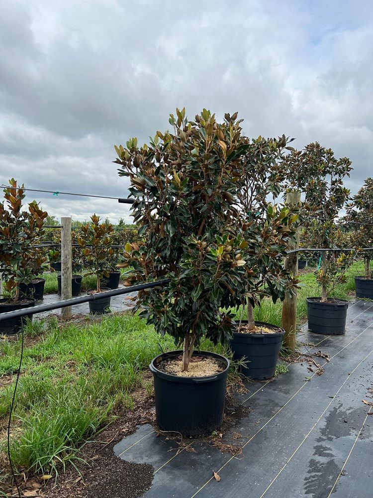 magnolia-grandiflora-little-gem-southern-magnolia-little-gem-southern-magnolia