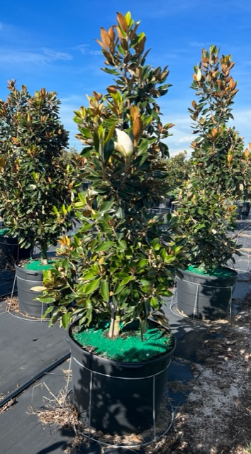 magnolia-grandiflora-little-gem-southern-magnolia-little-gem-southern-magnolia