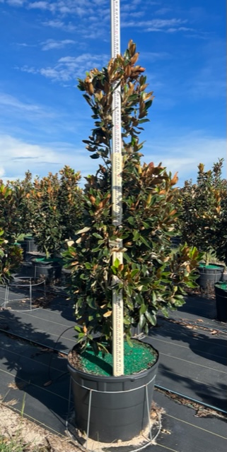 magnolia-grandiflora-little-gem-southern-magnolia-little-gem-southern-magnolia
