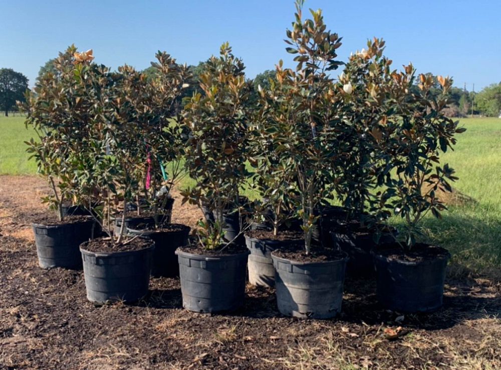 magnolia-grandiflora-little-gem-southern-magnolia-little-gem-southern-magnolia