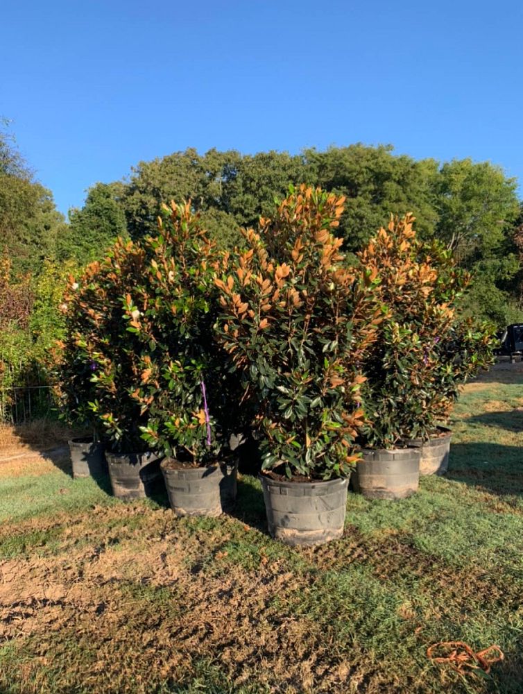 magnolia-grandiflora-little-gem-southern-magnolia-little-gem-southern-magnolia