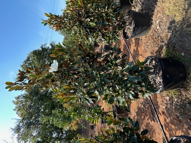 magnolia-grandiflora-little-gem-southern-magnolia-little-gem-southern-magnolia