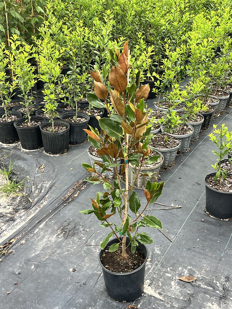 magnolia-grandiflora-little-gem-southern-magnolia-little-gem-southern-magnolia