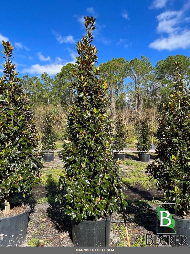 magnolia-grandiflora-little-gem-southern-magnolia-little-gem-southern-magnolia