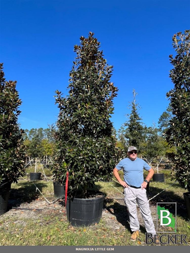 magnolia-grandiflora-little-gem-southern-magnolia-little-gem-southern-magnolia