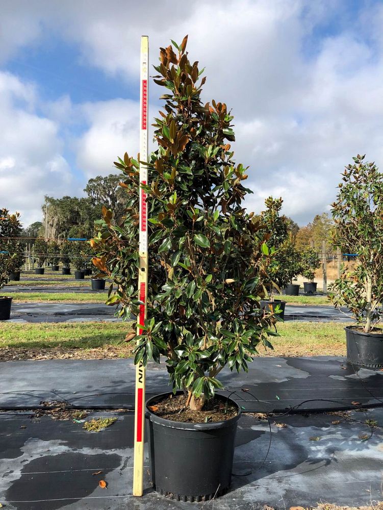 magnolia-grandiflora-little-gem-southern-magnolia-little-gem-southern-magnolia