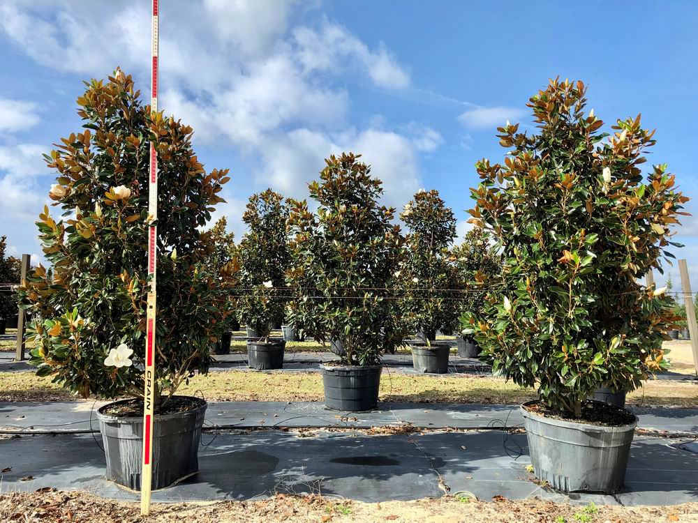 magnolia-grandiflora-little-gem-southern-magnolia-little-gem-southern-magnolia