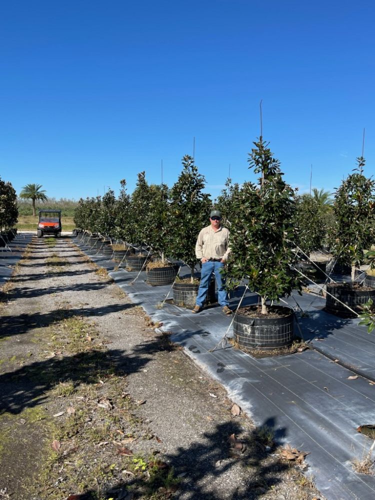 magnolia-grandiflora-little-gem-southern-magnolia-little-gem-southern-magnolia