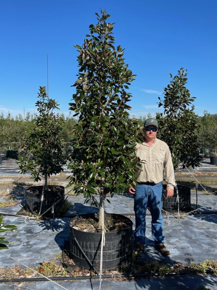 magnolia-grandiflora-little-gem-southern-magnolia-little-gem-southern-magnolia