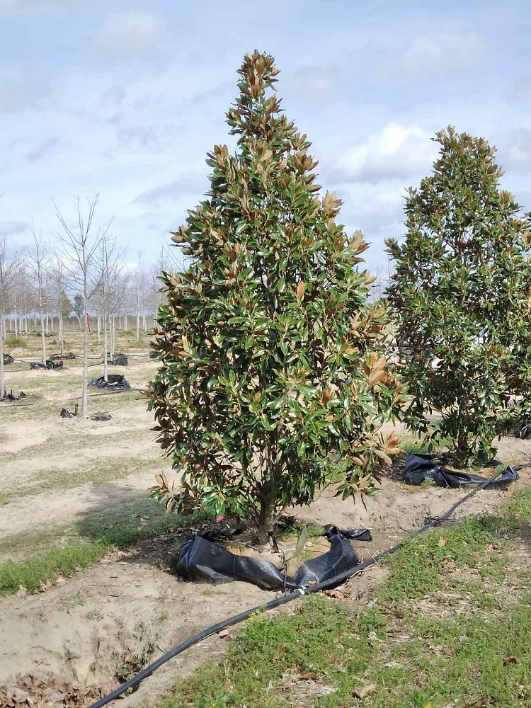 magnolia-grandiflora-little-gem-southern-magnolia-little-gem-southern-magnolia