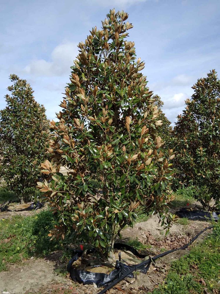 magnolia-grandiflora-little-gem-southern-magnolia-little-gem-southern-magnolia