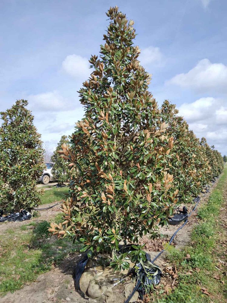 magnolia-grandiflora-little-gem-southern-magnolia-little-gem-southern-magnolia
