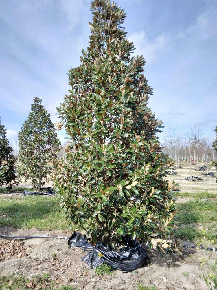 magnolia-grandiflora-little-gem-southern-magnolia-little-gem-southern-magnolia