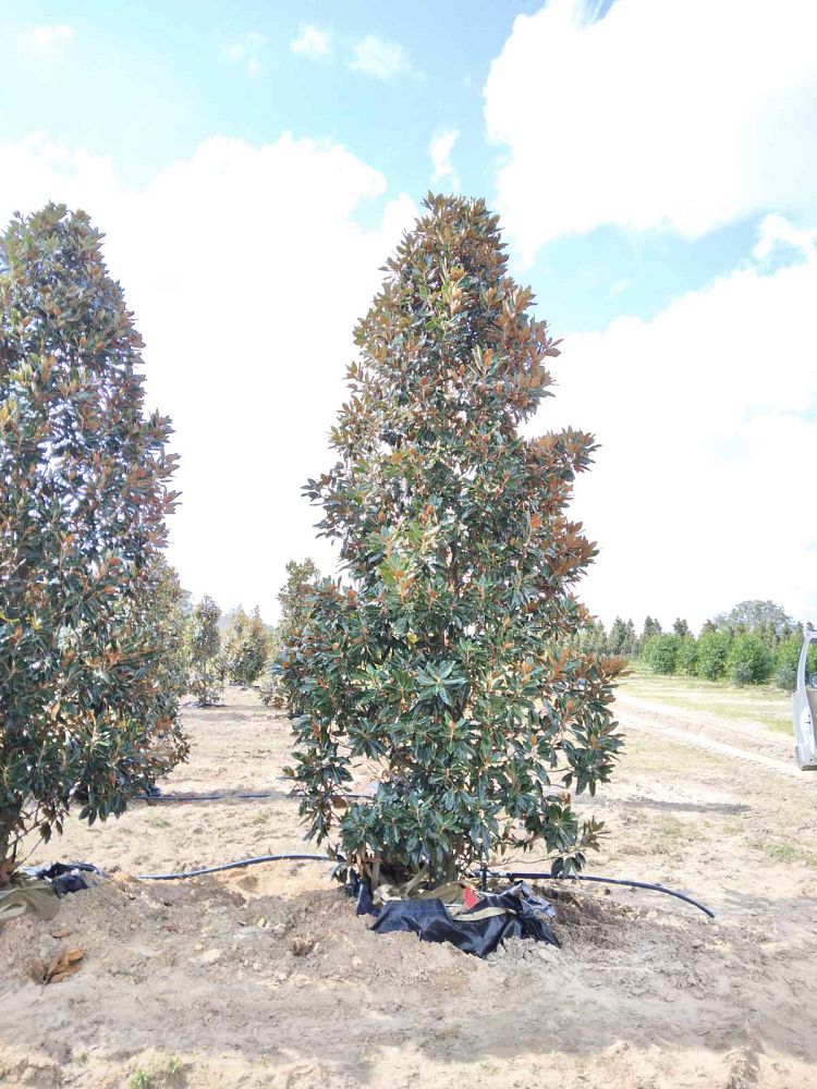 magnolia-grandiflora-little-gem-southern-magnolia-little-gem-southern-magnolia