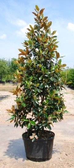 magnolia-grandiflora-little-gem-southern-magnolia-little-gem-southern-magnolia