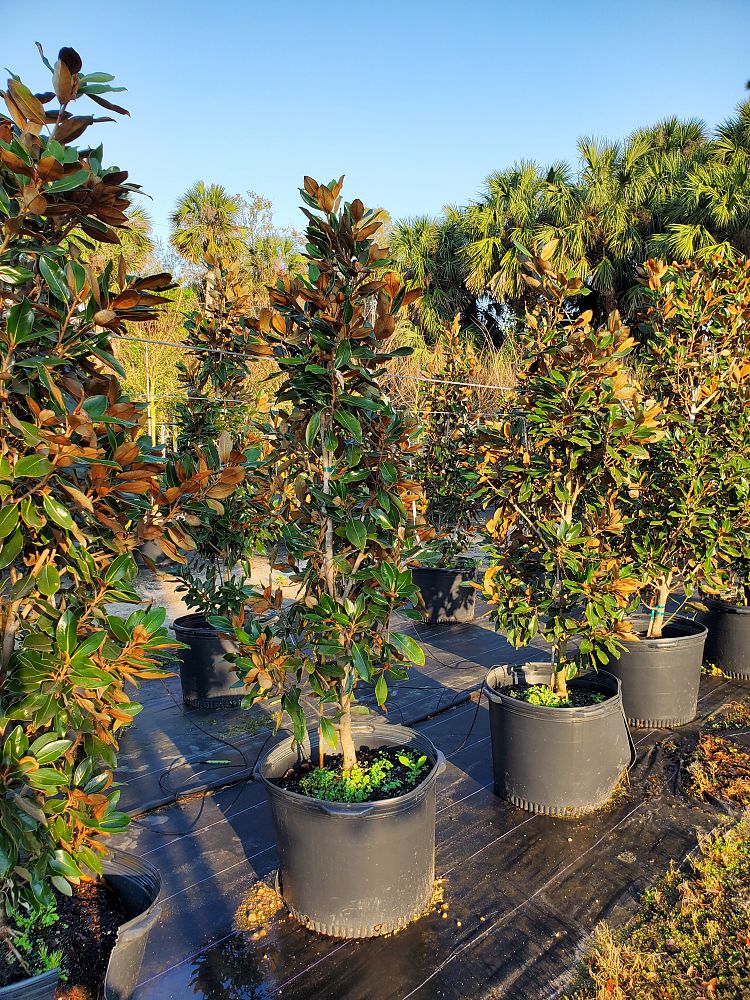 magnolia-grandiflora-little-gem-southern-magnolia-little-gem-southern-magnolia