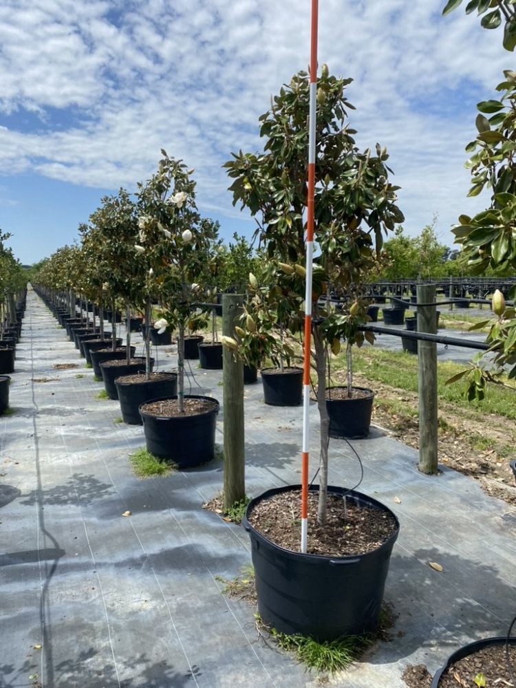 magnolia-grandiflora-little-gem-southern-magnolia-little-gem-southern-magnolia