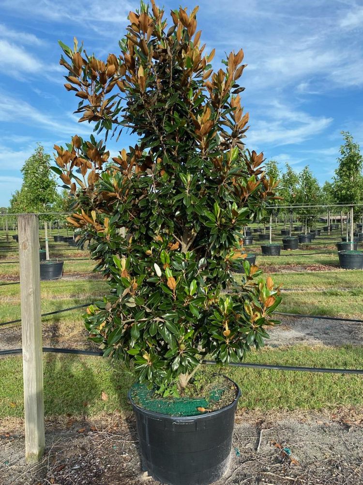 magnolia-grandiflora-little-gem-southern-magnolia-little-gem-southern-magnolia