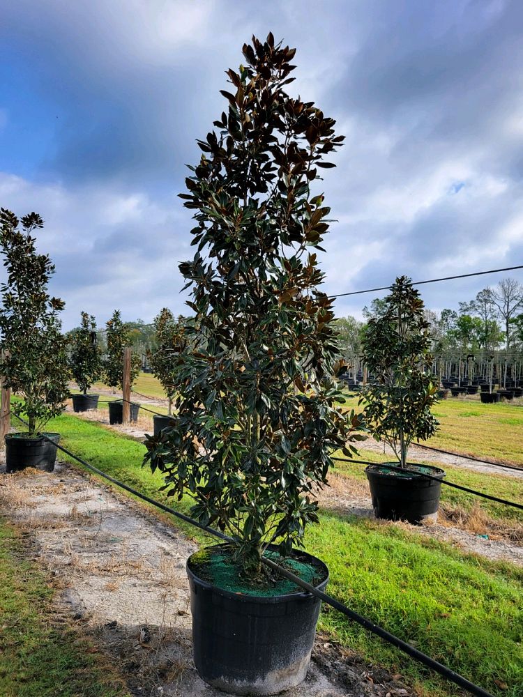 magnolia-grandiflora-little-gem-southern-magnolia-little-gem-southern-magnolia