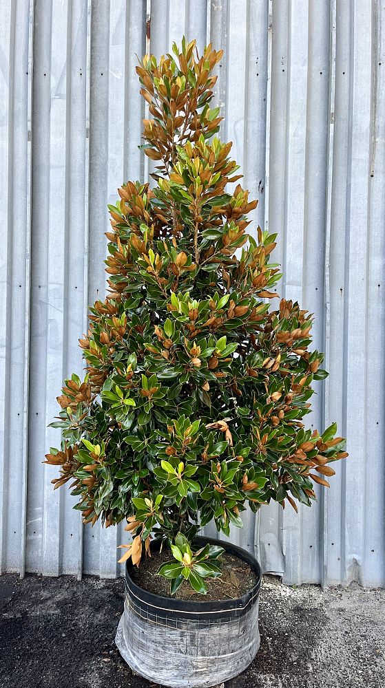 magnolia-grandiflora-little-gem-southern-magnolia-little-gem-southern-magnolia