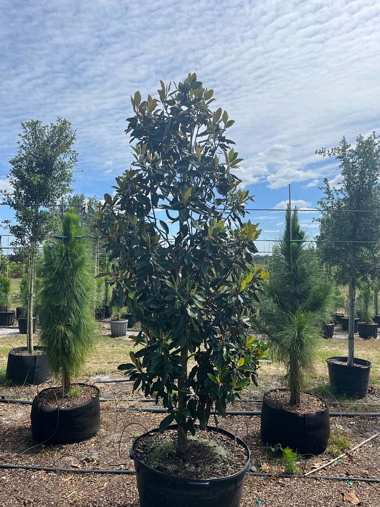 magnolia-grandiflora-little-gem-southern-magnolia-little-gem-southern-magnolia