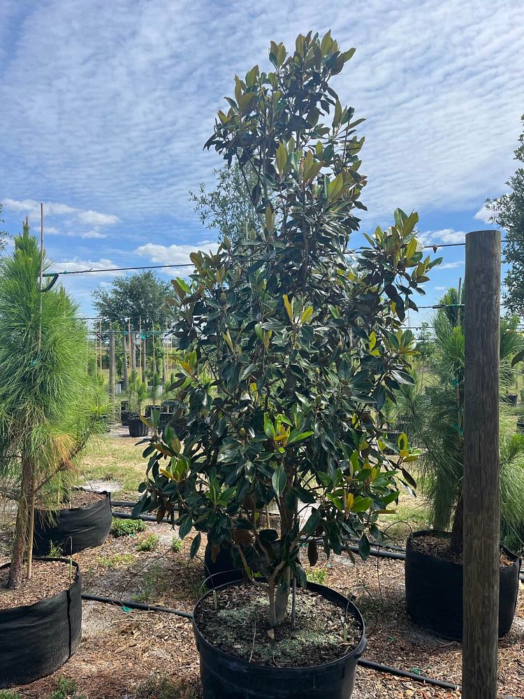 magnolia-grandiflora-little-gem-southern-magnolia-little-gem-southern-magnolia