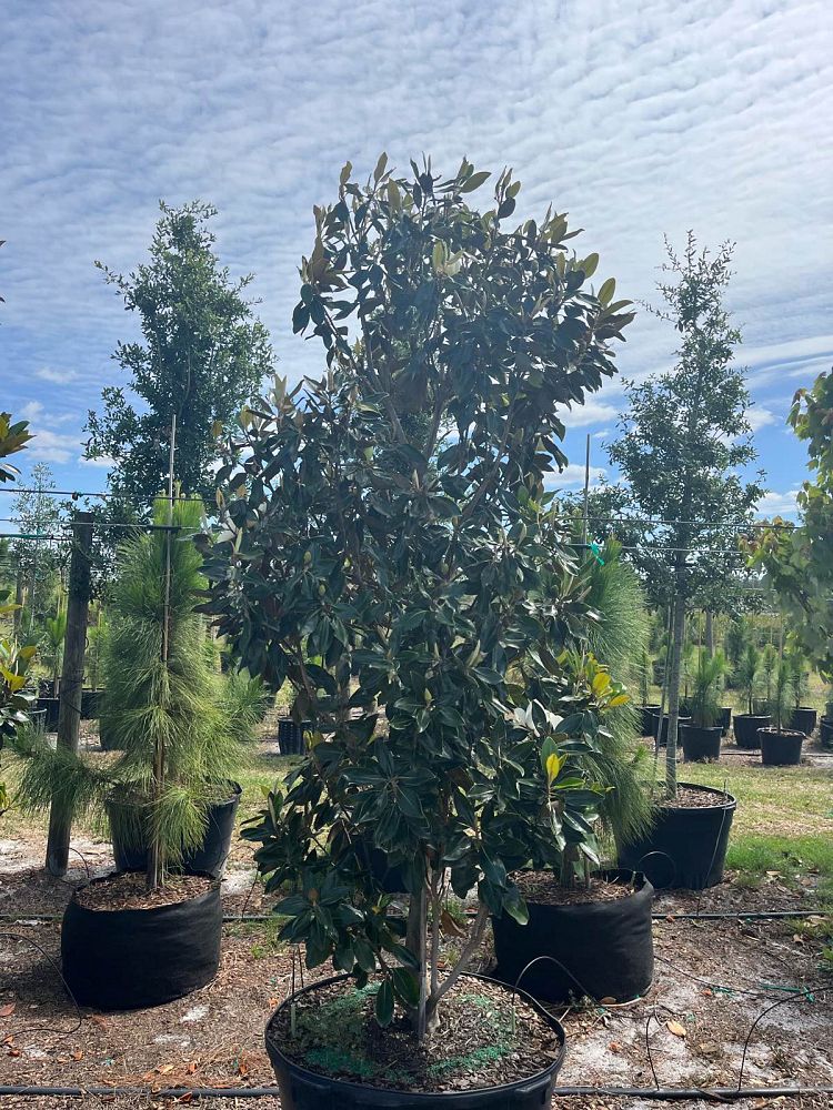 magnolia-grandiflora-little-gem-southern-magnolia-little-gem-southern-magnolia