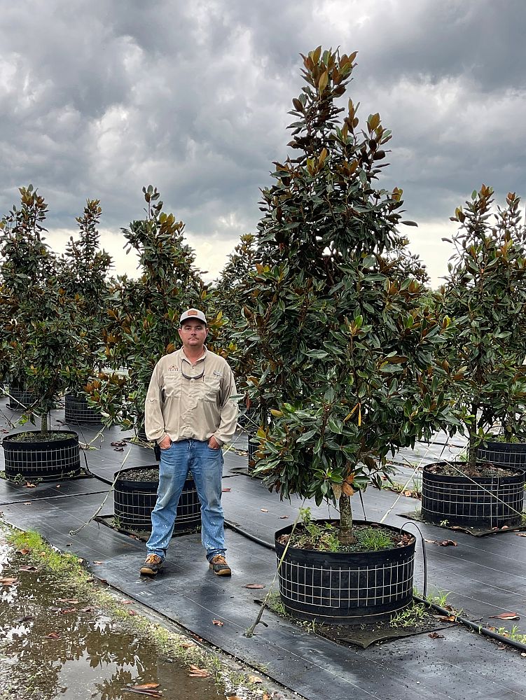 magnolia-grandiflora-little-gem-southern-magnolia-little-gem-southern-magnolia