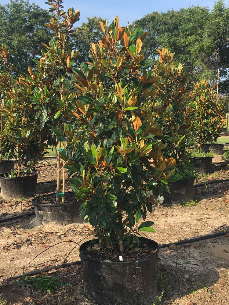 magnolia-grandiflora-little-gem-southern-magnolia-little-gem-southern-magnolia