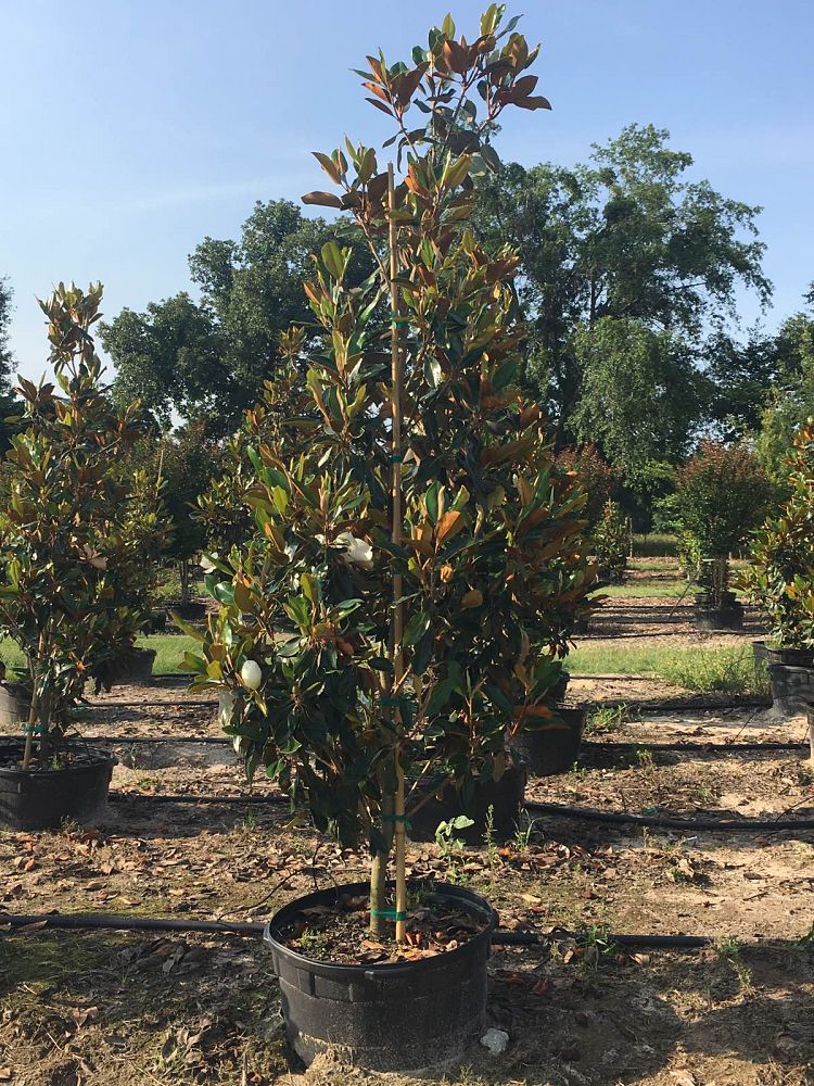 magnolia-grandiflora-little-gem-southern-magnolia-little-gem-southern-magnolia