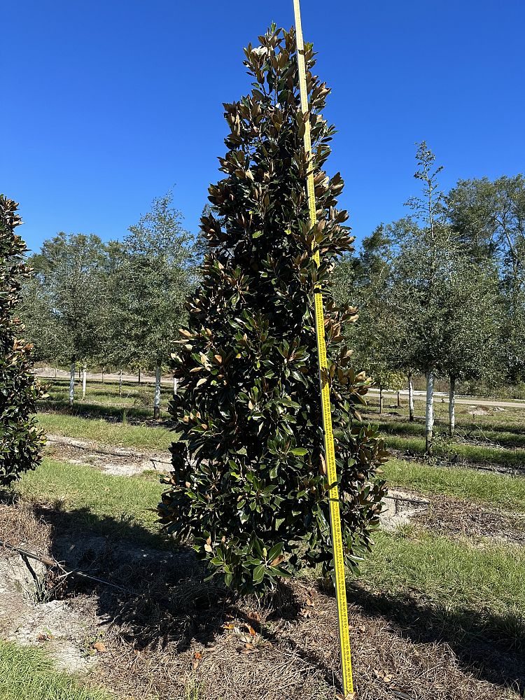 magnolia-grandiflora-little-gem-southern-magnolia-little-gem-southern-magnolia